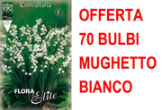 OFFERTA 70 BULBI MUGHETTO BIANCO CONVALLARIA MAJALIS