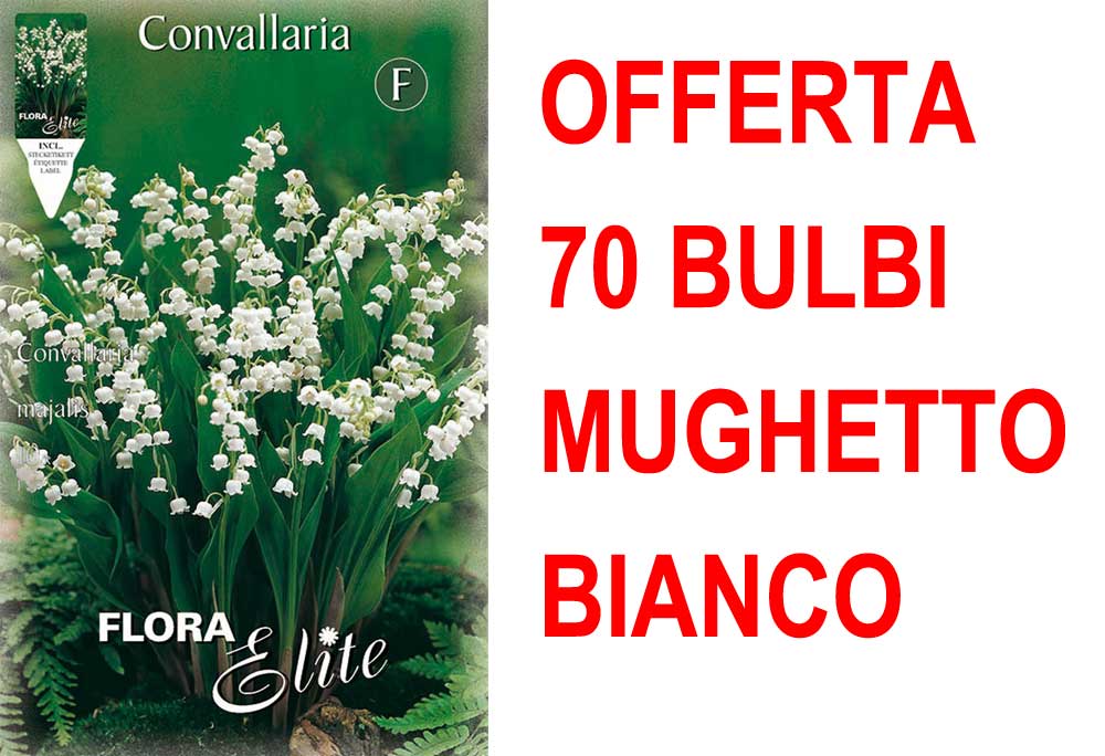 OFFERTA 70 BULBI MUGHETTO BIANCO CONVALLARIA MAJALIS