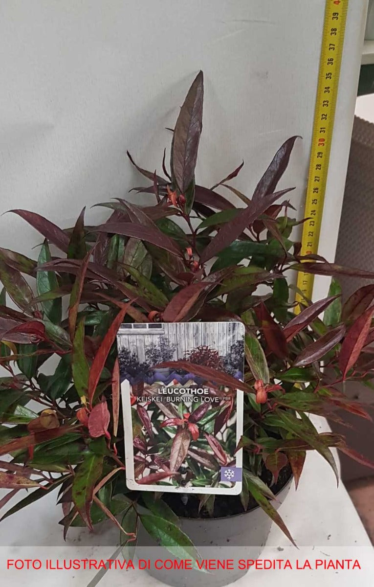 LEUCOTHOE KEISKEI BURNING LOVE VASO 17CM