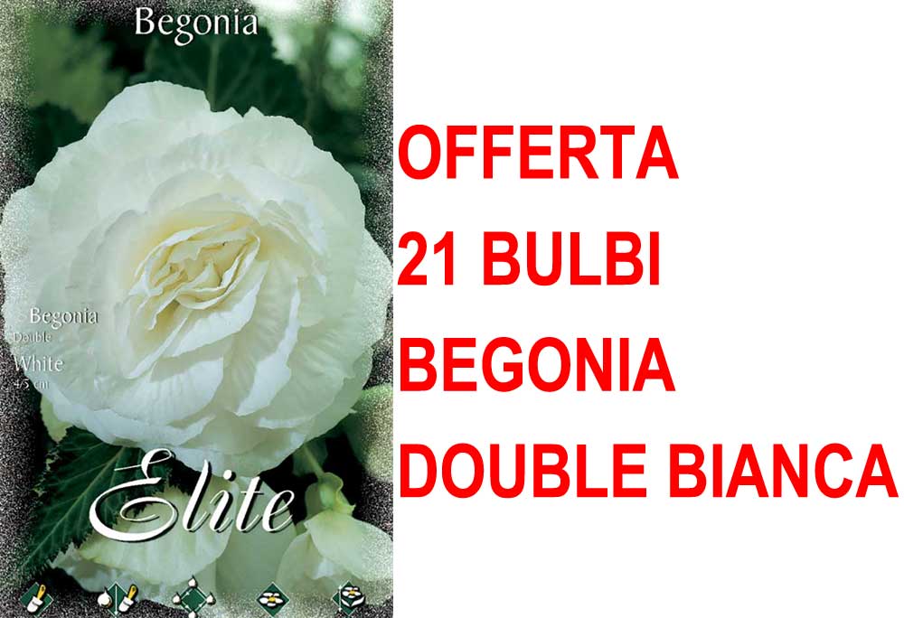 OFFERTA 21 BULBI BEGONIA DOUBLE BIANCA