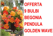 OFFERTA 9 BULBI BEGONIA PENDULA GOLDEN WAVE