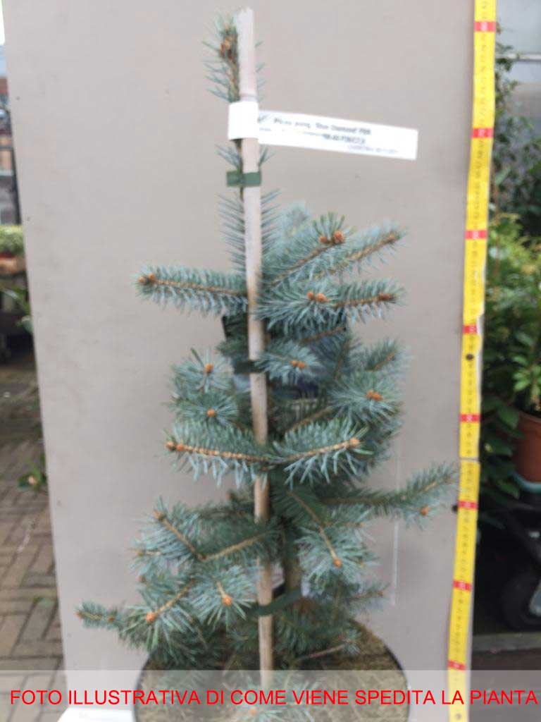 PICEA PUN BLUE DIAMOND IN VASO 26CM
