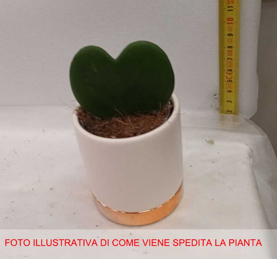 HOYA KERRII FIORE DI CERA IN VASO CERAMICO 6CM