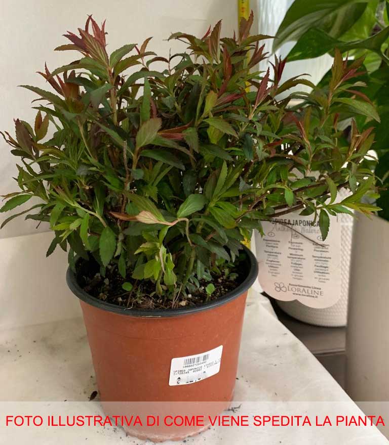 SPIRAEA JAPONICA ANTHONY WATERER VASO 19CM