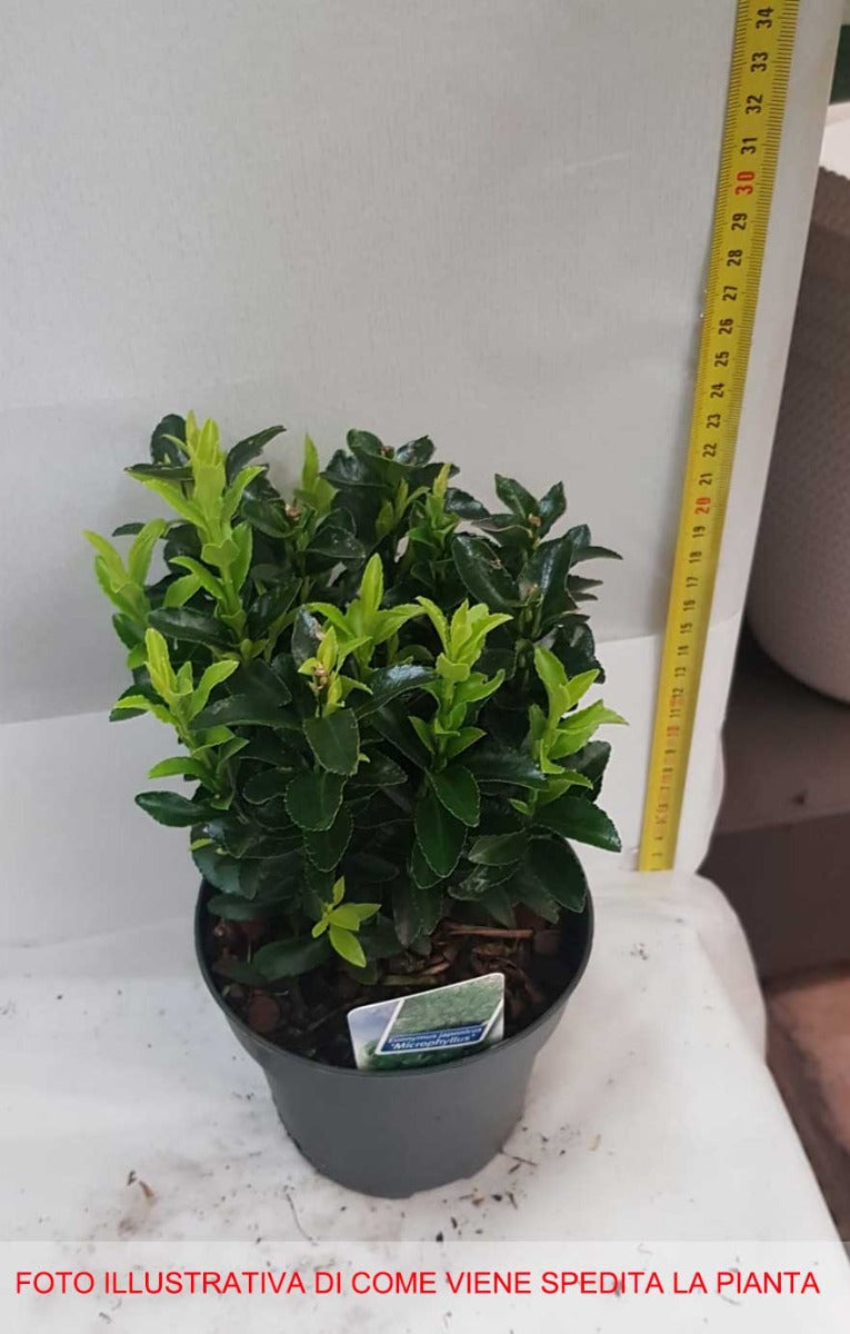 EUONYMUS JAPONICUS MICROPHYLLUS VASO 13CM