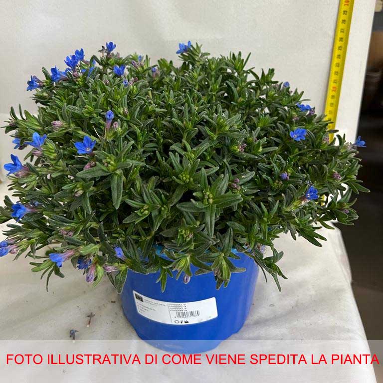 LITHODORA VASO 18CM
