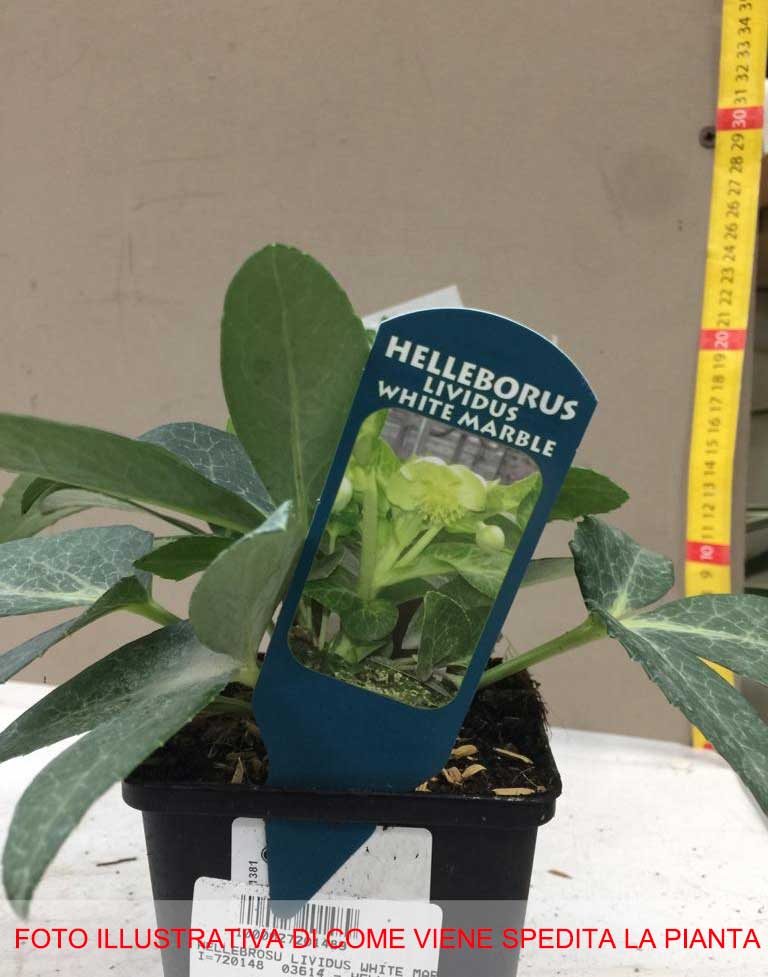 HELLEBORUS LIVIDUS WHITE MARBLE ROSA DI NATALE VASO 9CM