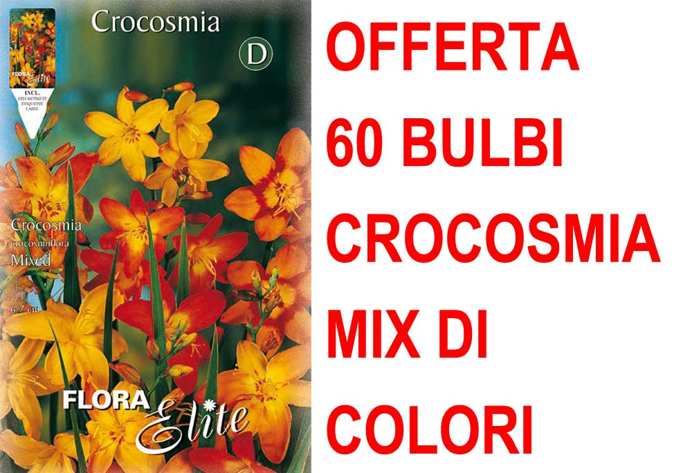 OFFERTA 60 BULBI CROCOSMIA CROCOSMIIFLORA MIX DI COLORI