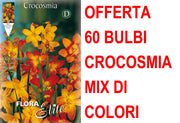 OFFERTA 60 BULBI CROCOSMIA CROCOSMIIFLORA MIX DI COLORI