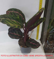 CALATHEA MEDAILLON IN VASO 15CM