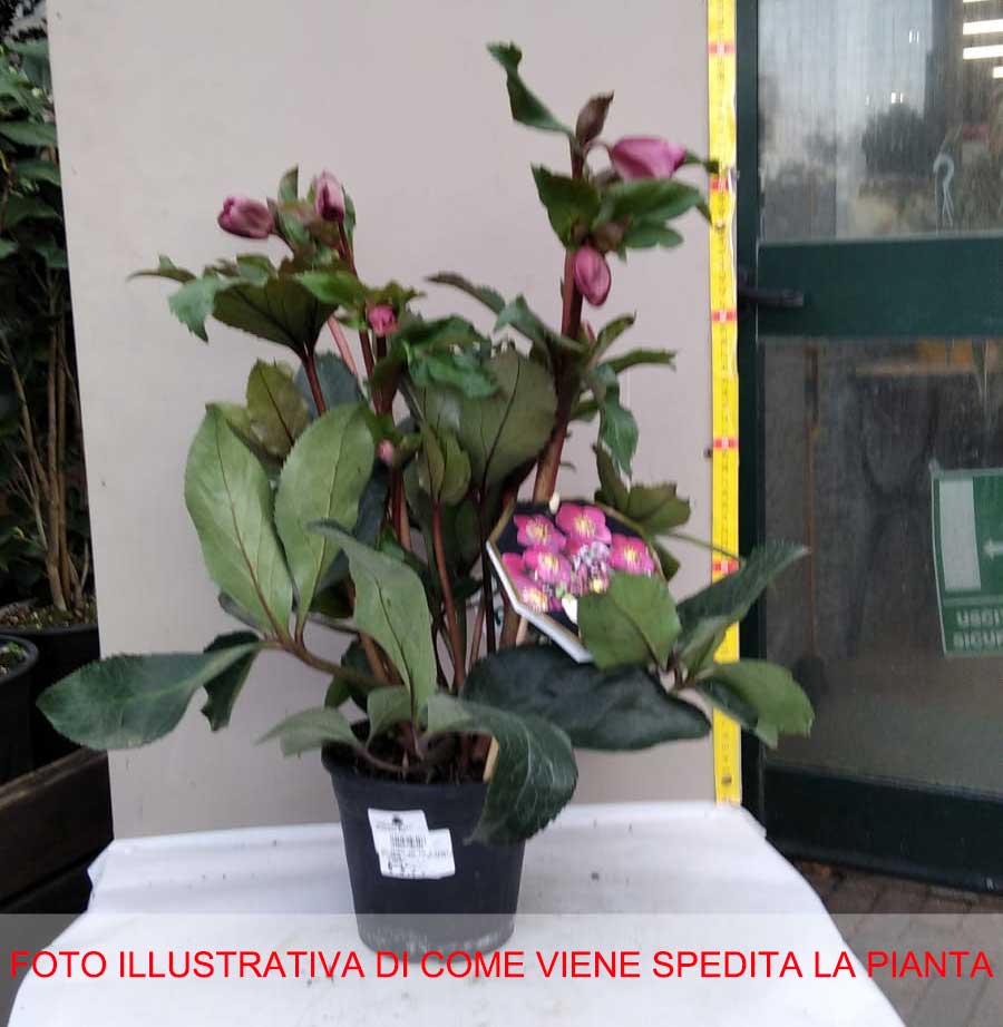 HELLEBORUS ICE N’ ROSES EARLY RED ROSA DI NATALE VASO 15CM