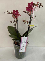 ORCHIDEA PHALAENOPSIS AROMIA DIFFUSIOM PROFUMATISSIMA ROSA SCURO VASO 12CM