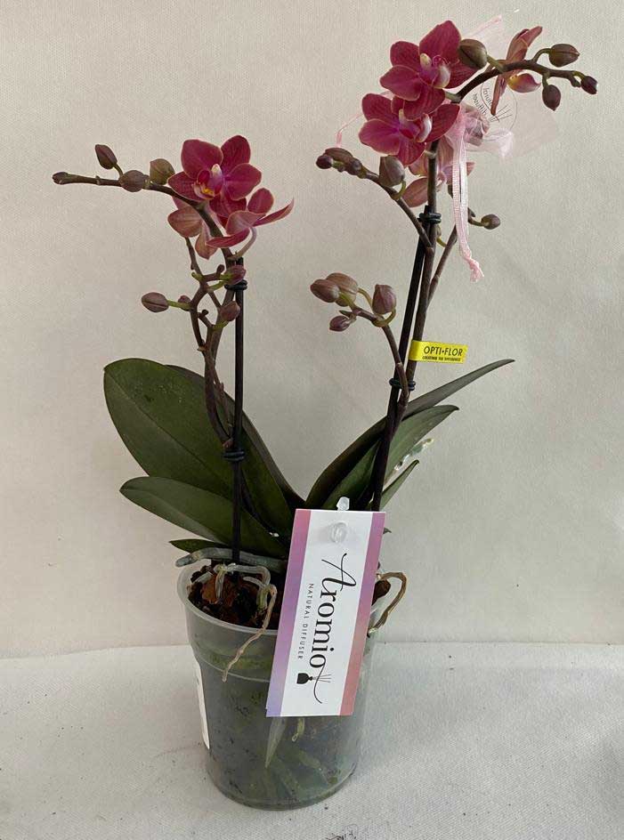 ORCHIDEA PHALAENOPSIS AROMIA DIFFUSIOM PROFUMATISSIMA ROSA SCURO VASO 12CM