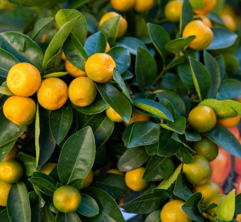CALAMONDINO MANDARINO NANO IN VASO 15CM