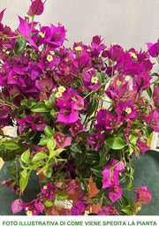 BOUGAINVILLEA SANDERIANA GLABRA VASO 21CM