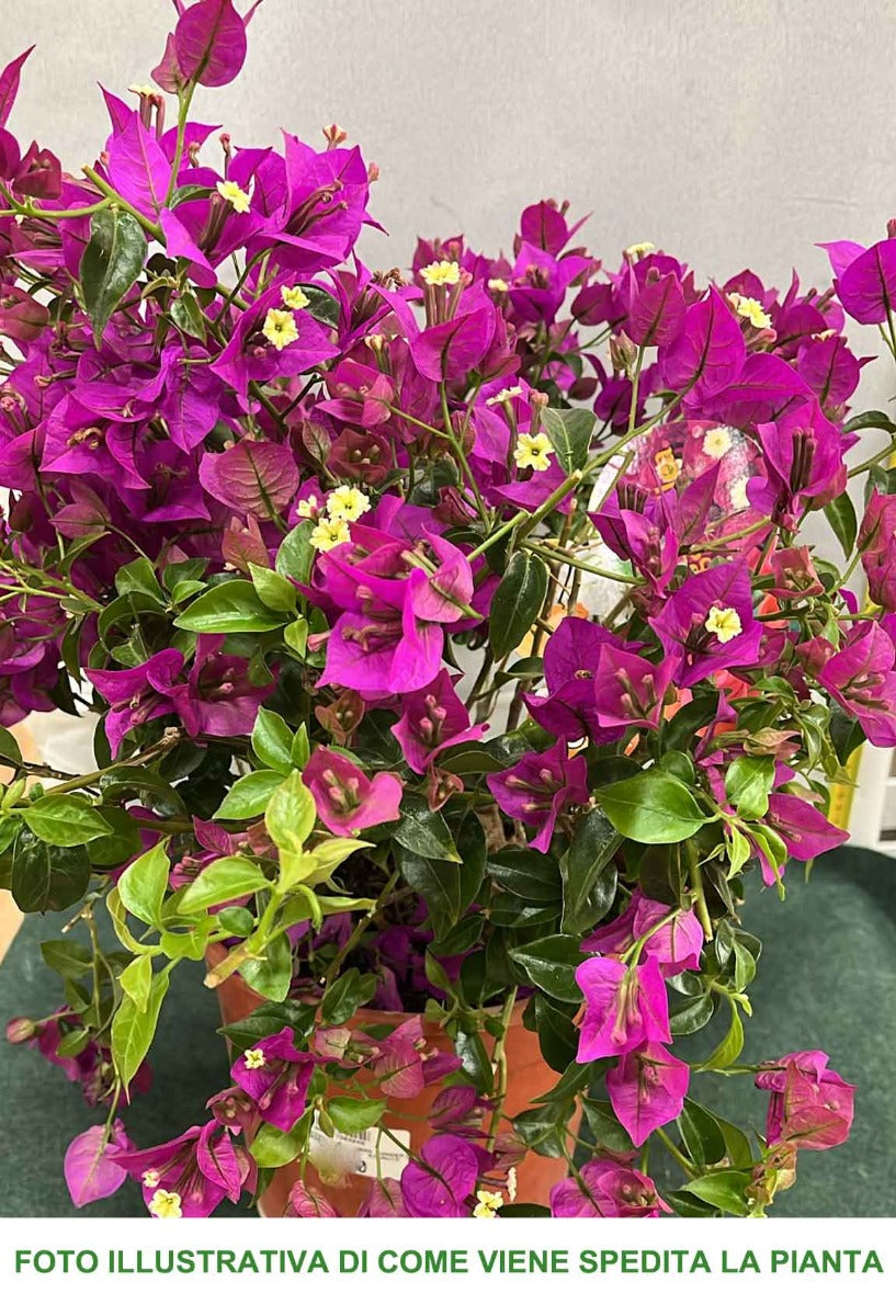 BOUGAINVILLEA SANDERIANA GLABRA VASO 21CM
