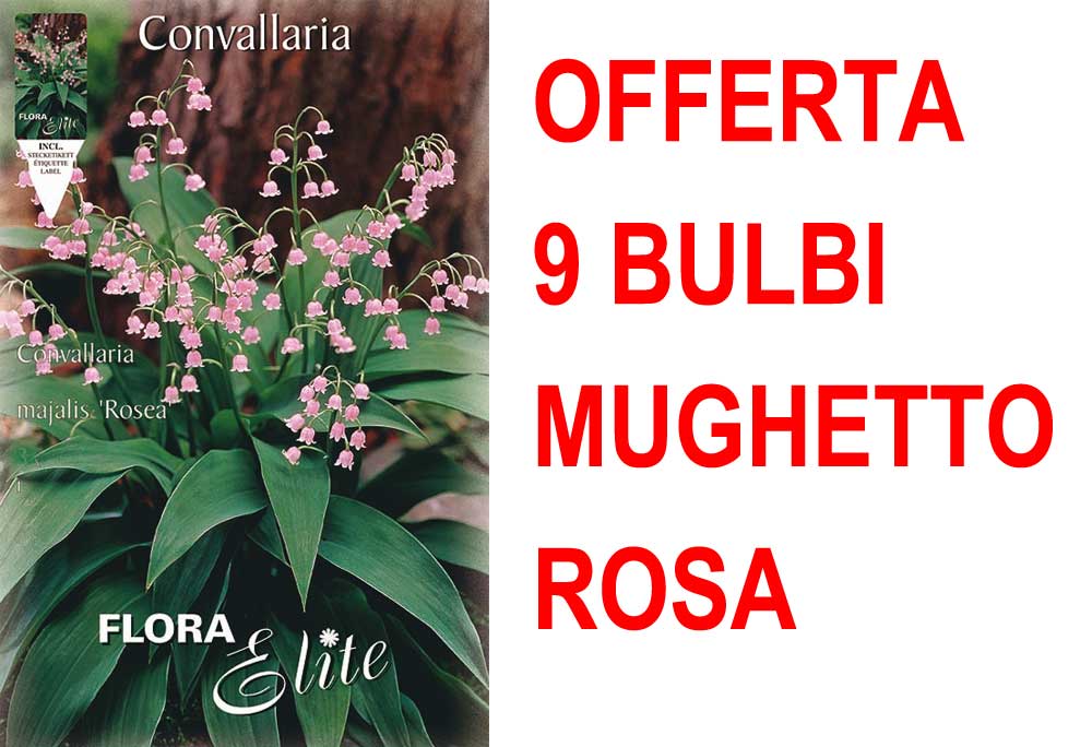 OFFERTA 9 BULBI MUGHETTO ROSA CONVALLARIA MAJALIS ROSEA