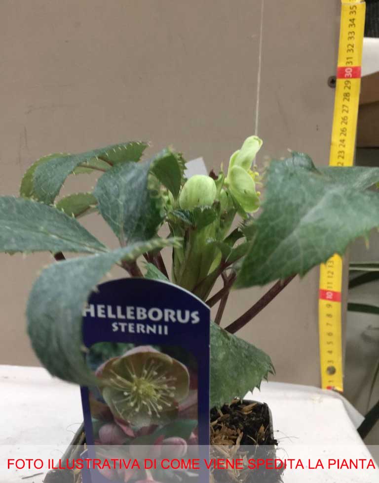 HELLEBORUS STERNII ROSA DI NATALE VASO 9CM