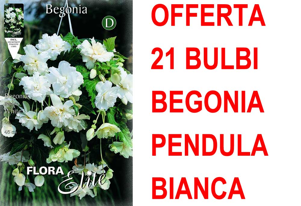 OFFERTA 21 BULBI BEGONIA PENDULA BIANCO BULBS BULBES