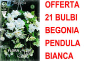 OFFERTA 21 BULBI BEGONIA PENDULA BIANCO BULBS BULBES