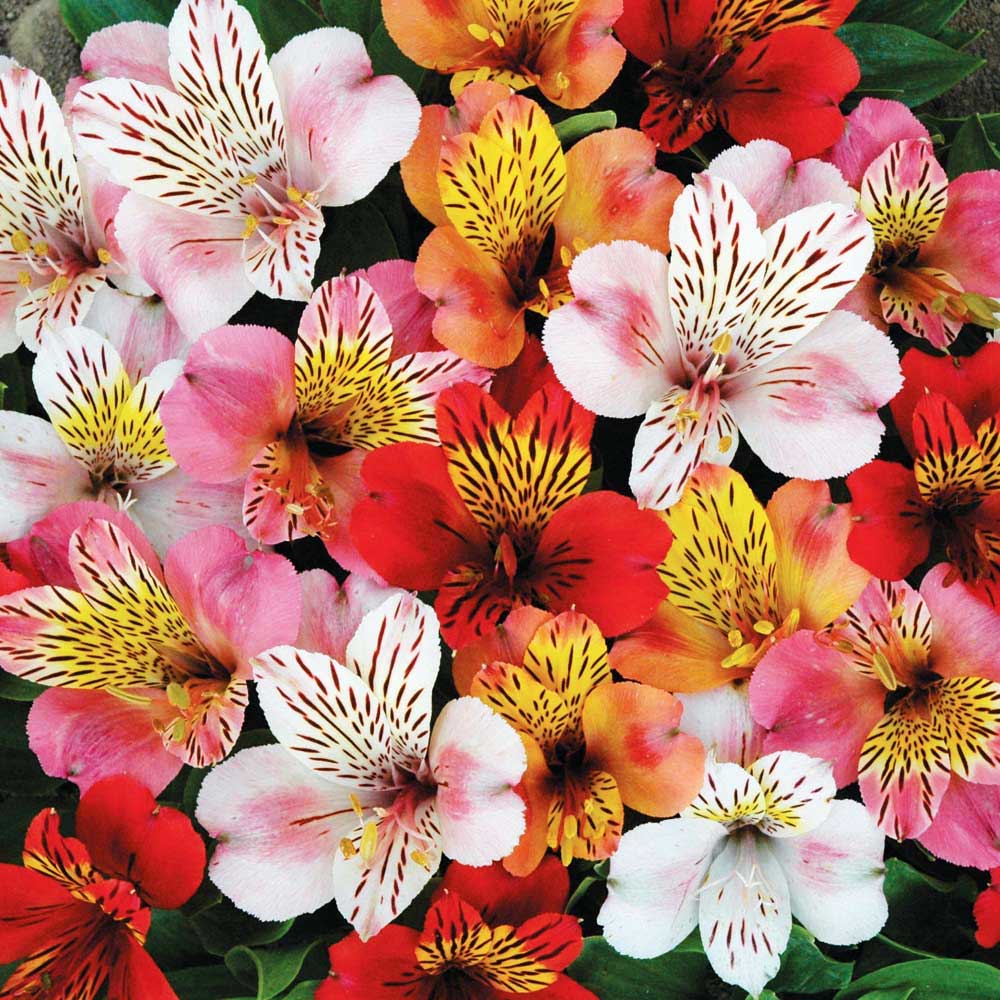 ALSTROEMERIA COLORE ASSORTITO VASO 17CM