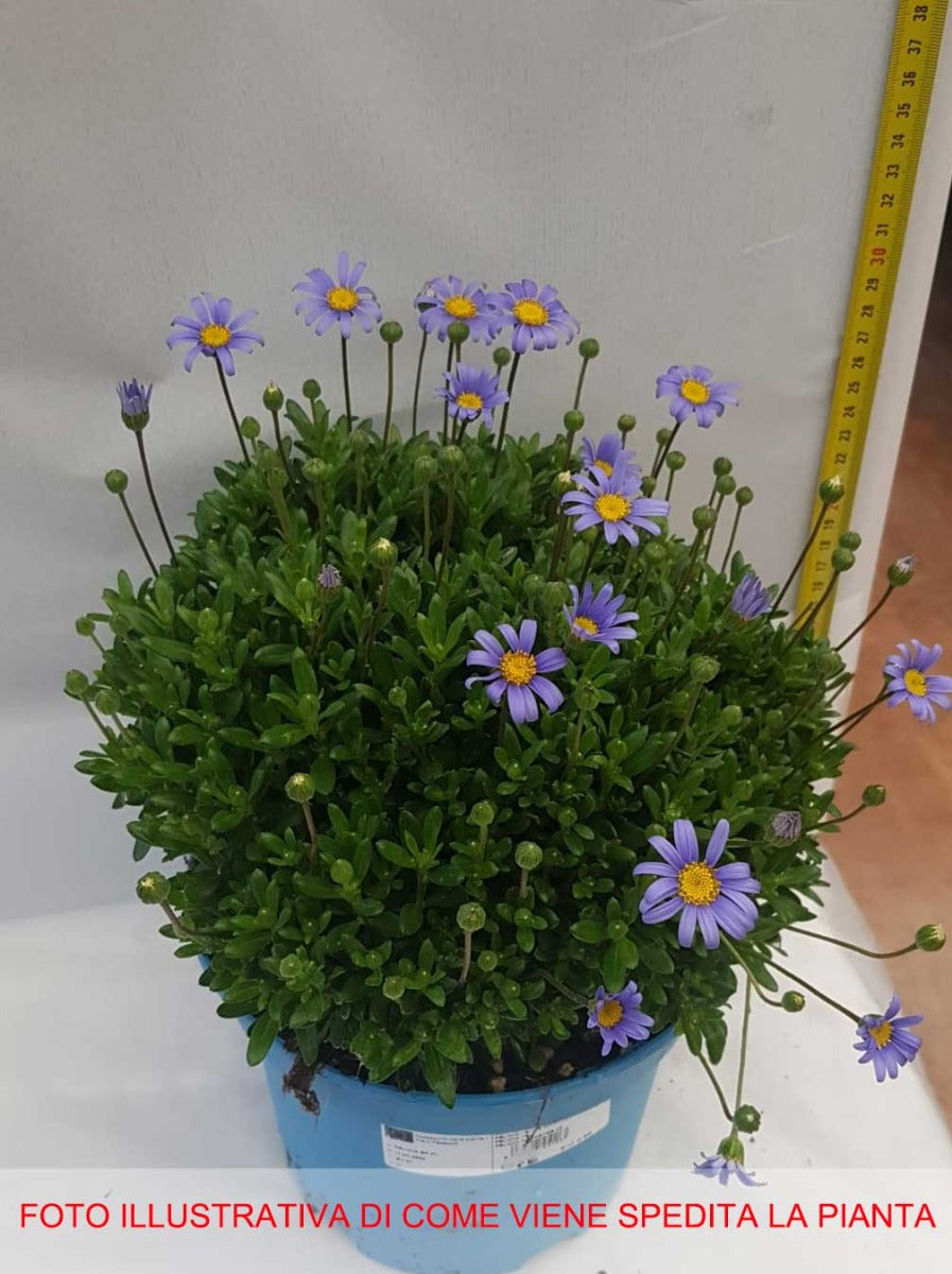 AGATHEA VASO 18CM