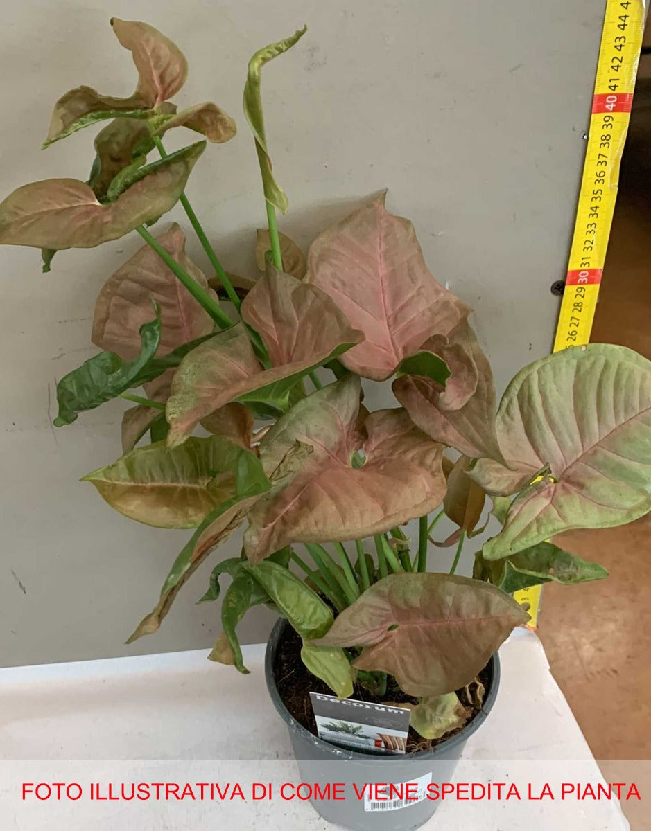 SYNGONIUM RED HEART VASO 14CM