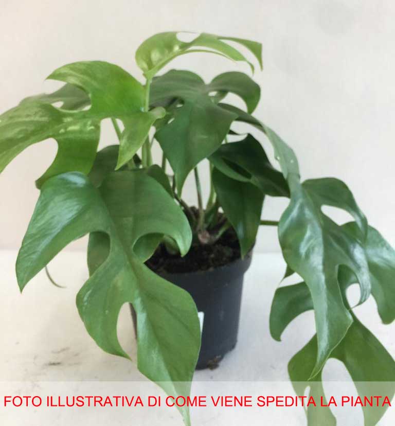 MONSTERA MINIMA VASO 13CM