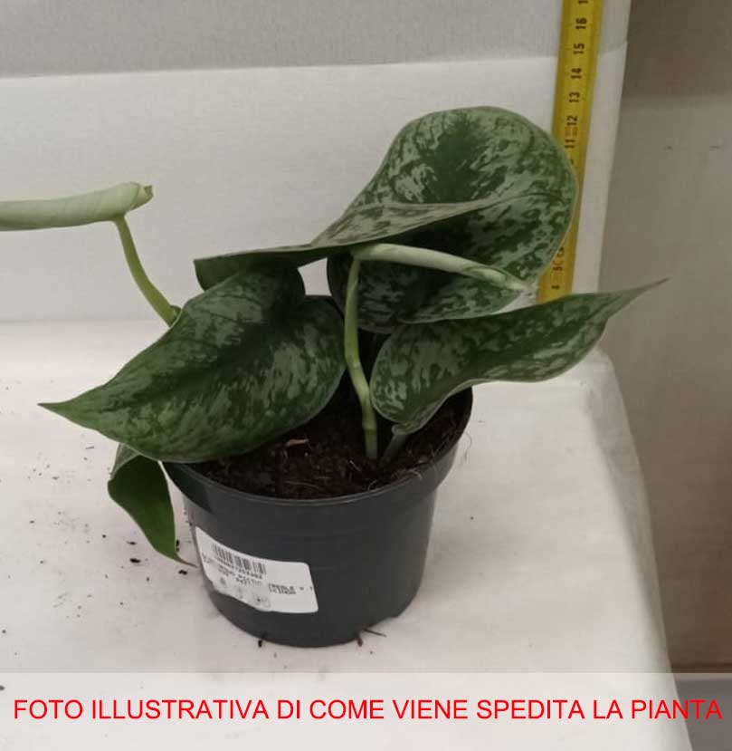 SCINDAPSUS PICTUS TREBLE VASO 12CM