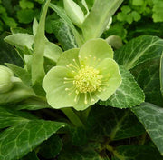 HELLEBORUS LIVIDUS WHITE MARBLE ROSA DI NATALE VASO 9CM