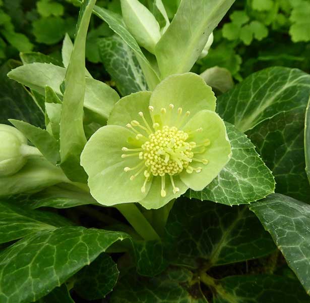 HELLEBORUS LIVIDUS WHITE MARBLE ROSA DI NATALE VASO 9CM