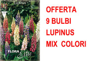 OFFERTA 9 BULBI LUPINUS MIX DI COLORI
