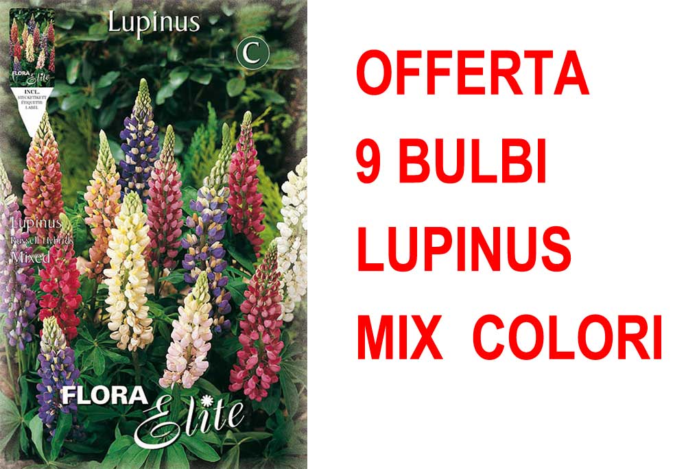 OFFERTA 9 BULBI LUPINUS MIX DI COLORI