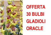 OFFERTA 30 BULBI GLADIOLI A FIORI GRANDI ORACLE