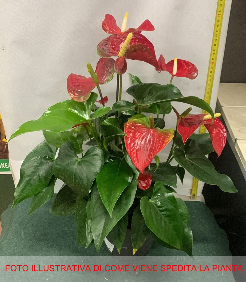 ANTHURIUM KARMA ROSSO IN VASO 12CM