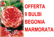 OFFERTA 9 BULBI BEGONIA MARMORATA