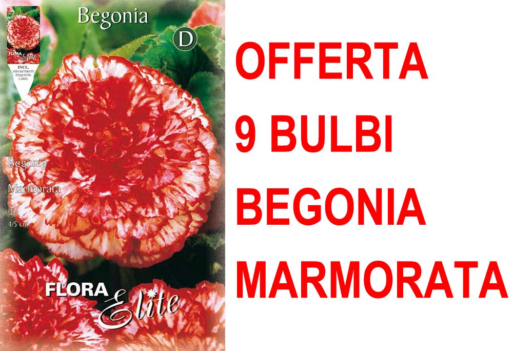 OFFERTA 9 BULBI BEGONIA MARMORATA