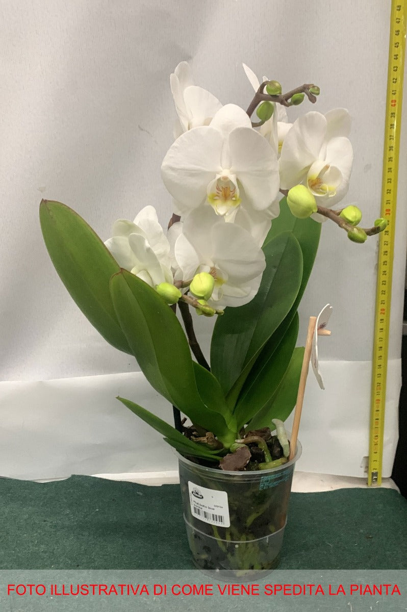 ORCHIDEA PHALAENOPSIS BOHO LOVE BIANCO VASO 12CM