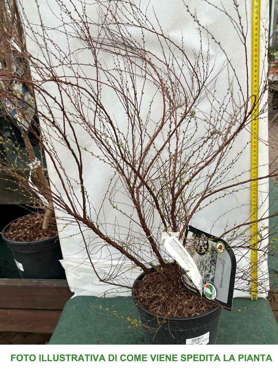 SPIRAEA THUNBERGII IN VASO 18CM