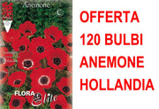 OFFERTA 120 BULBI ANEMONE HOLLANDIA