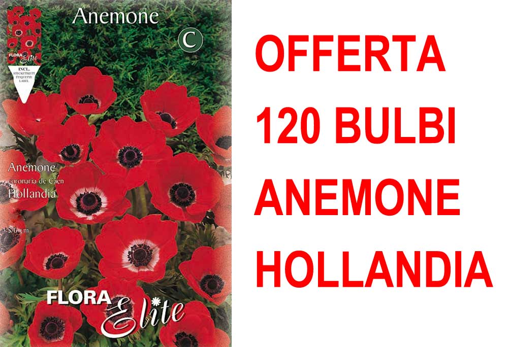 OFFERTA 120 BULBI ANEMONE HOLLANDIA