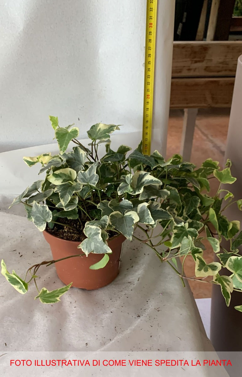 EDERA WHITE WONDER IN VASO 13CM