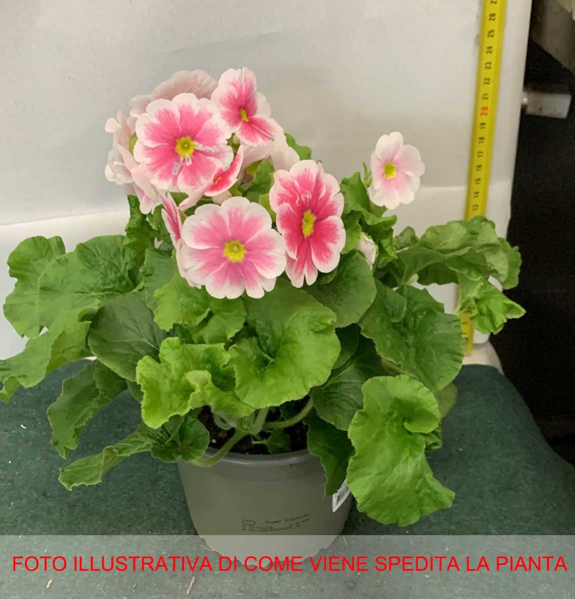 PRIMULA OBCONICA VASO 14CM COLORE ASSORTITO