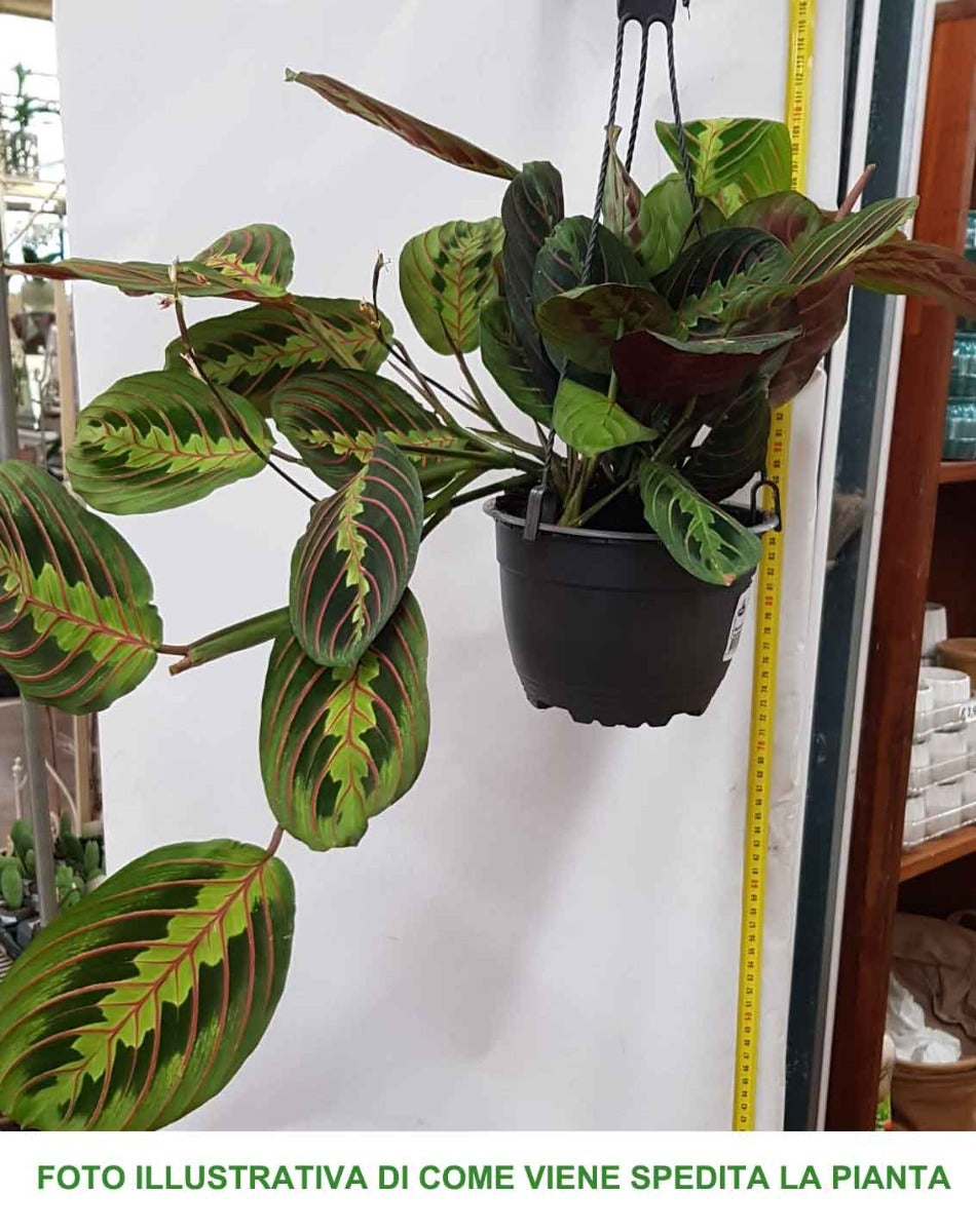 MARANTHA LEUCONEURA IN VASO 15CM
