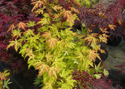 ACERO PALMATUM ANNA IRENE IN VASO 19CM