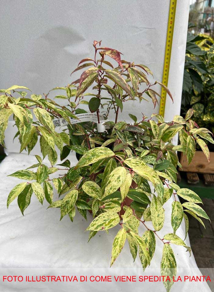 LEUCOTHOE FONTANESIANA VASO 19CM