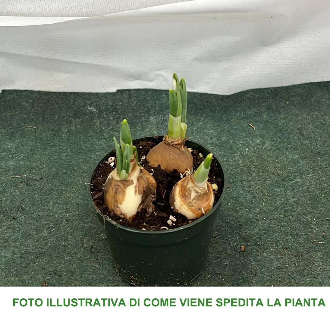 GALANTHUS ELWESII BELUGA BUCANEVE VASO 9CM