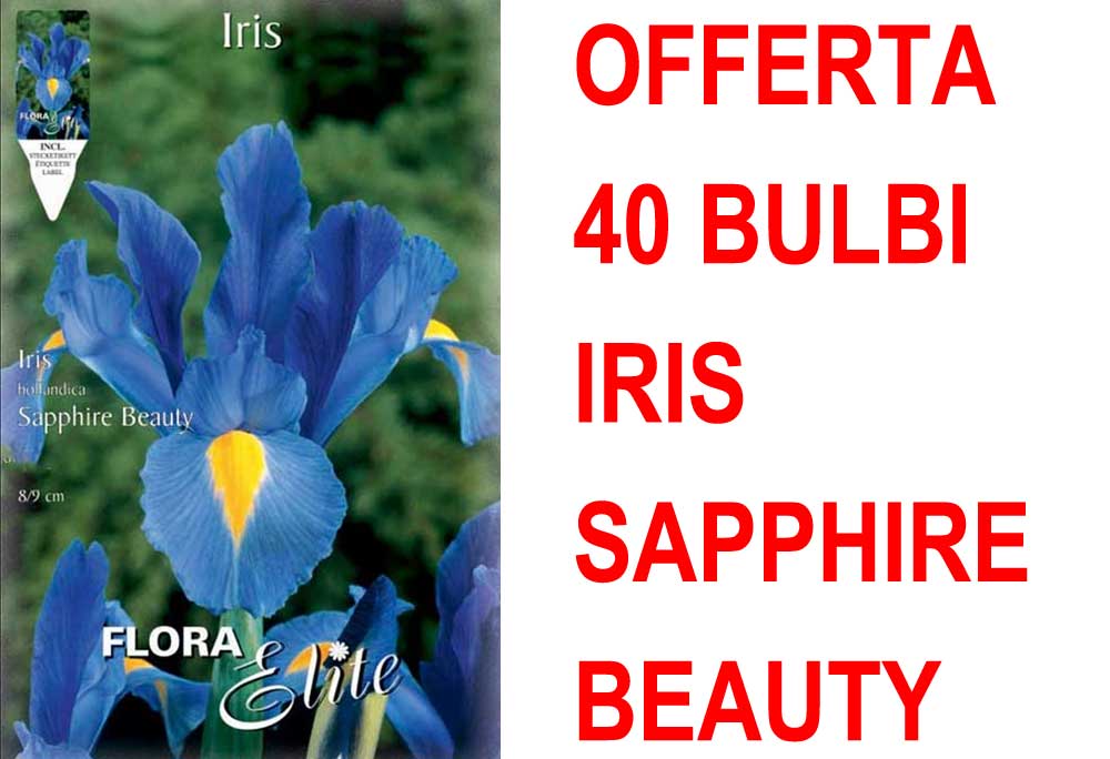 OFFERTA 40 BULBI IRIS HOLLANDICA SAPPHIRE BEAUTY