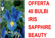 OFFERTA 40 BULBI IRIS HOLLANDICA SAPPHIRE BEAUTY