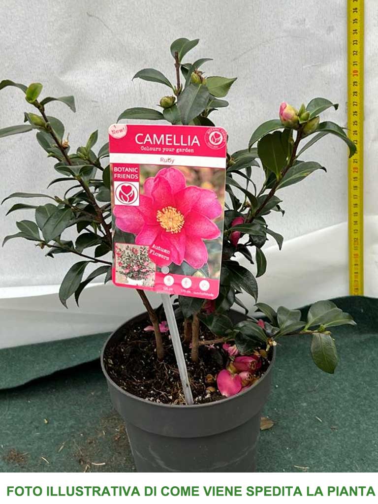 CAMELIA SASANQUA RUBY IN VASO 15CM